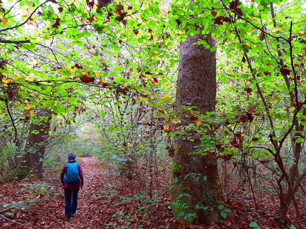 bosco_delle_farfalle_8_int